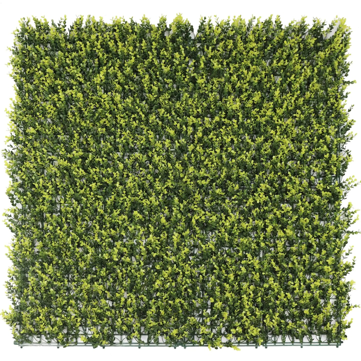 Yellow English Artificial Boxwood Wall 40" x 40" 11SQ FT UV Resistant